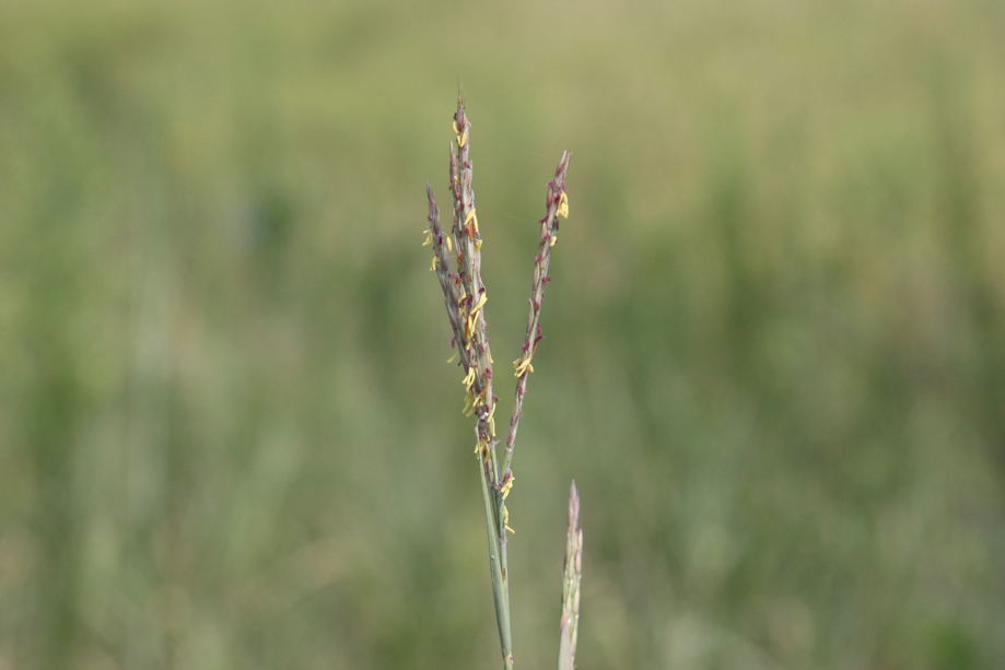 Full Size Image = 260 K