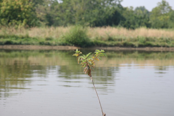 Full Size Image = 164 K