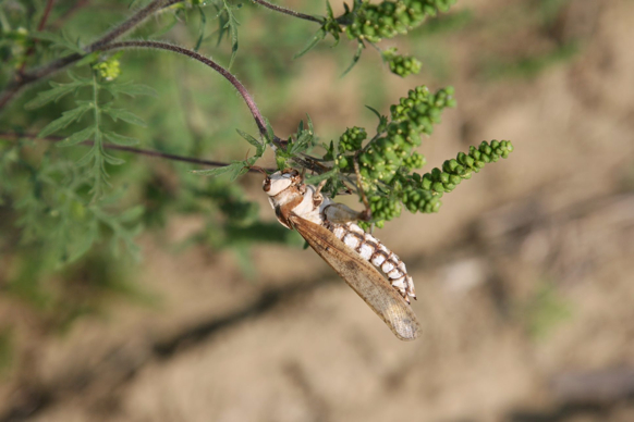 Full Size Image = 174 K