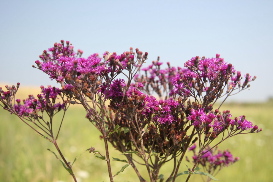 Full Size Image = 559 K