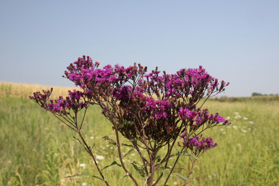 Full Size Image = 562 K