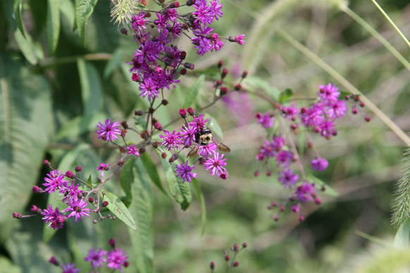 Full Size Image = 240 K