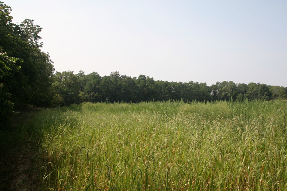 Full Size Image = 836 K