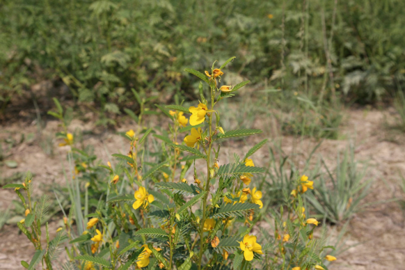 Full Size Image = 279 K