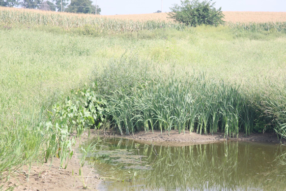 Full Size Image = 642 K