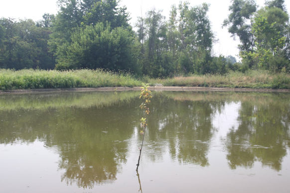 Full Size Image = 356 K