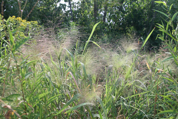 Full Size Image = 607 K