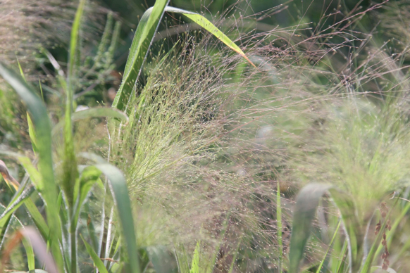 Full Size Image = 380 K