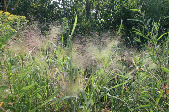 Full Size Image = 588 K