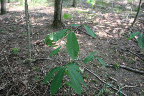 Full Size Image = 308 K