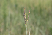 Big Bluestem Flowers Again