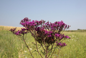 Iron Weed Flower