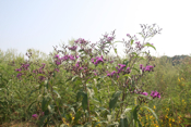 Ironweed 2