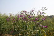 Ironweed