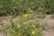 Partridge Pea