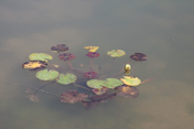 beautiful water lily