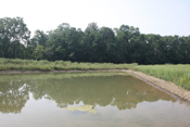 berm wetland 1