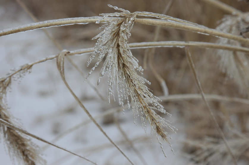 Full Size Image = 2969 K