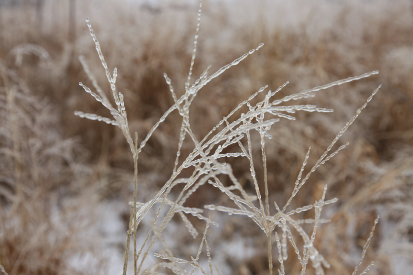 Full Size Image = 3021 K