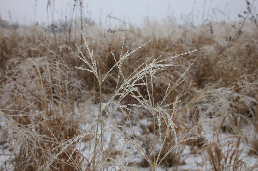 Full Size Image = 3553 K