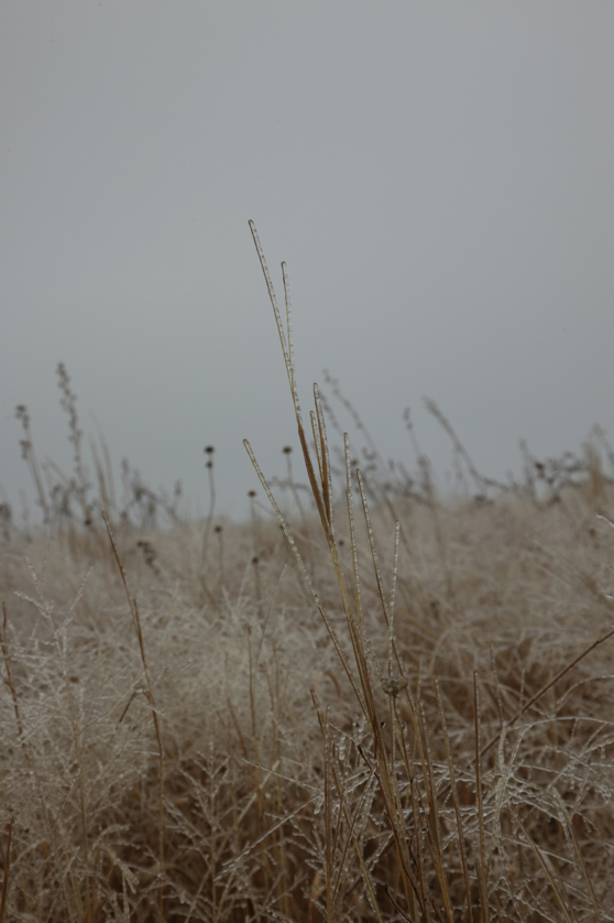 Full Size Image = 2332 K