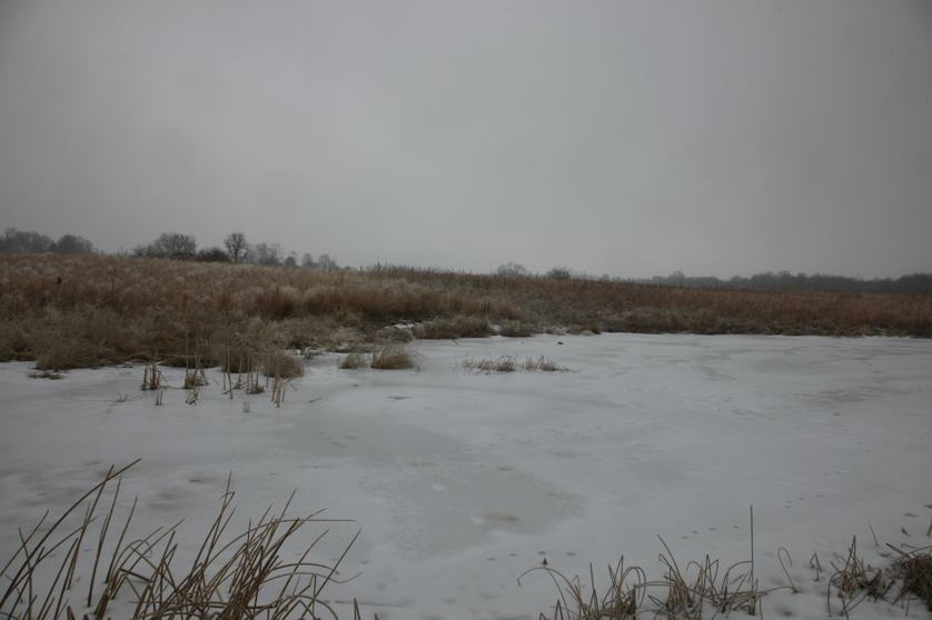 Full Size Image = 2807 K