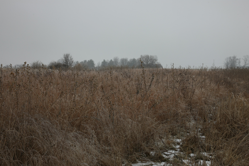 Full Size Image = 4363 K