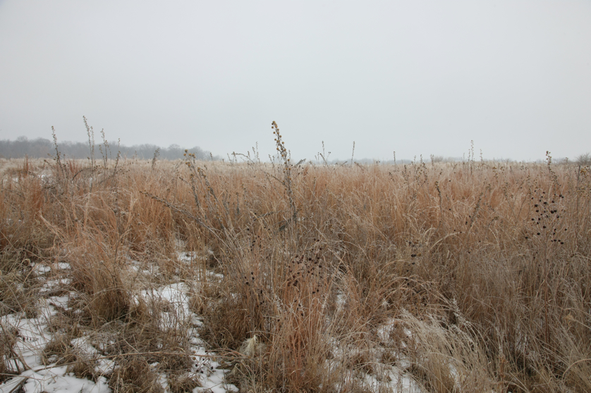 Full Size Image = 4707 K