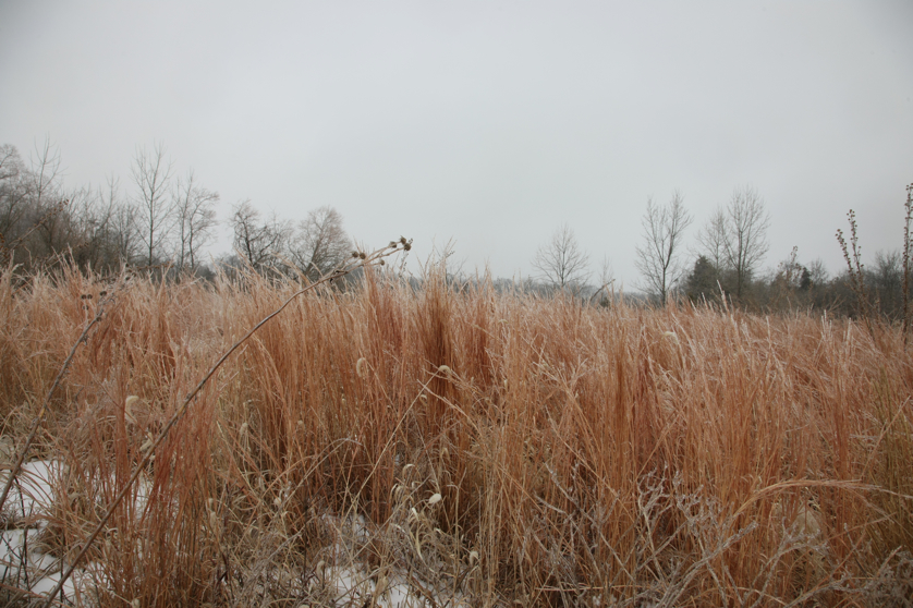 Full Size Image = 4753 K