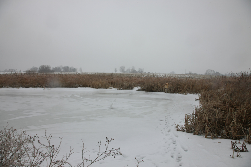 Full Size Image = 2871 K