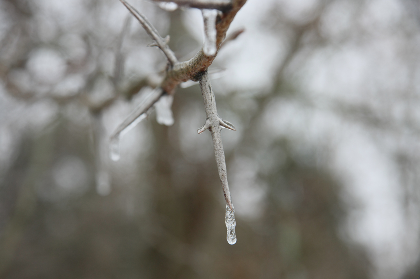 Full Size Image = 2404 K