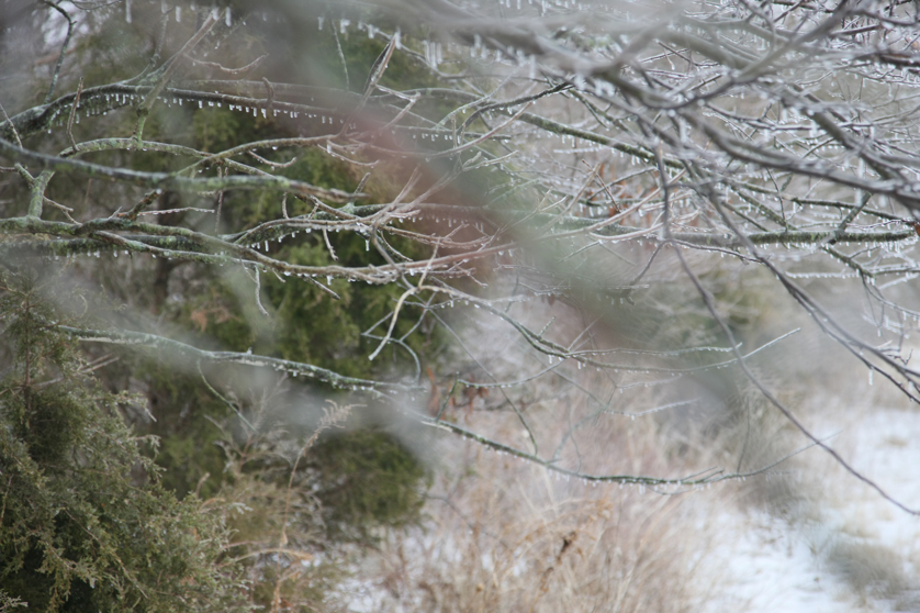 Full Size Image = 3662 K