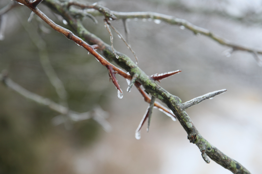 Full Size Image = 2533 K