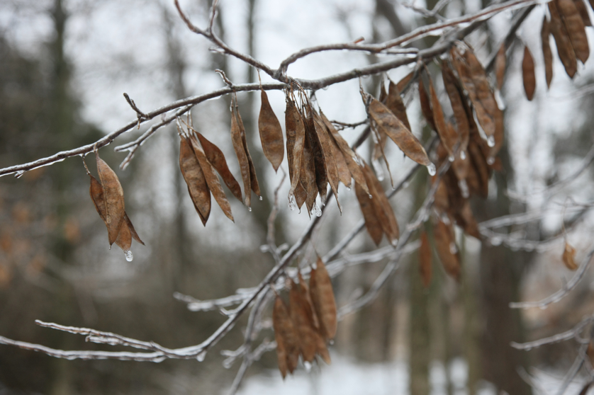 Full Size Image = 3028 K