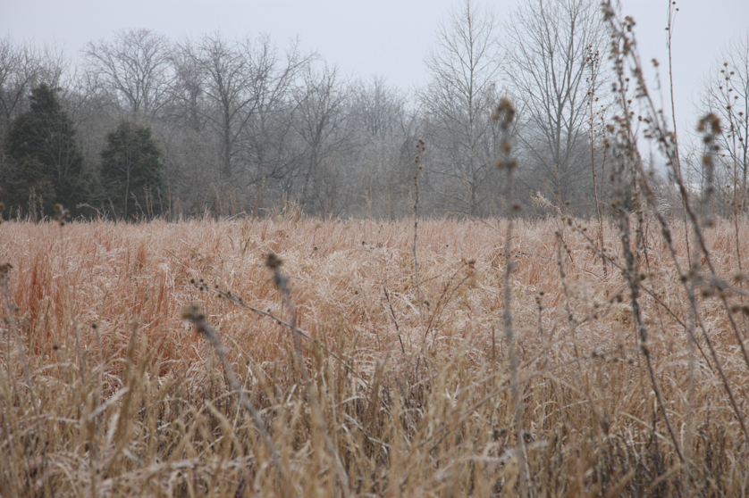 Full Size Image = 4643 K