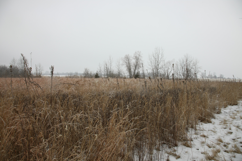 Full Size Image = 4519 K