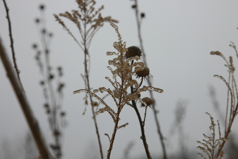 Full Size Image = 2680 K