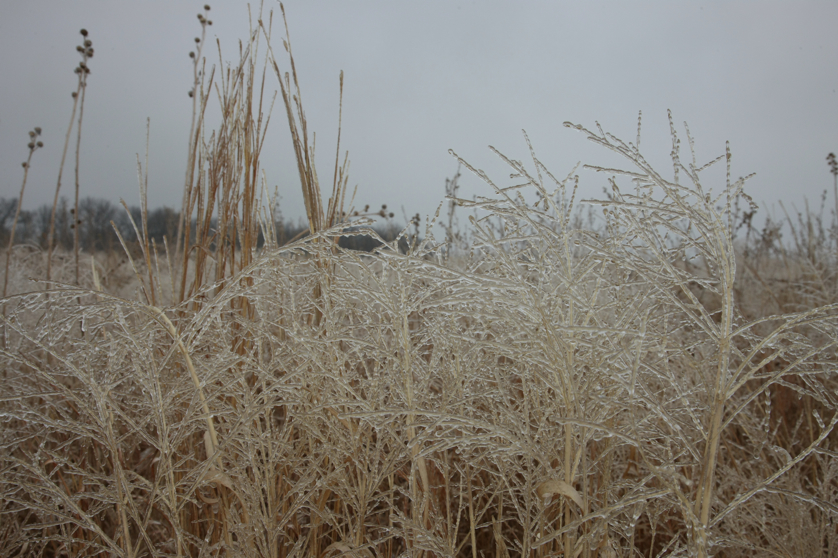 Full Size Image = 4494 K