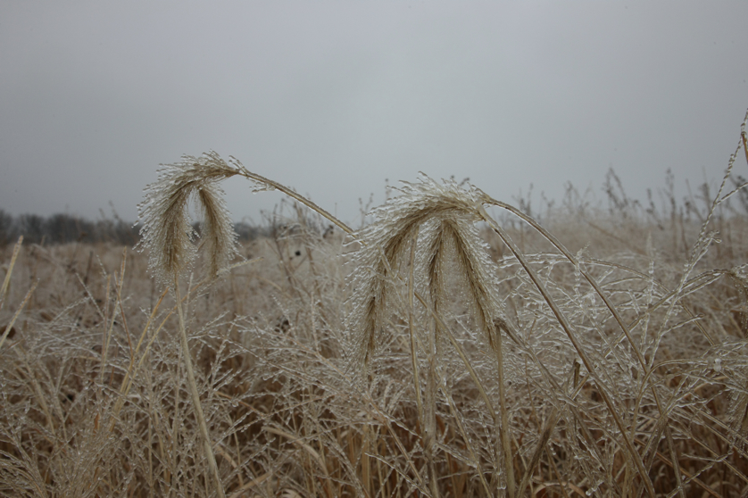 Full Size Image = 3758 K