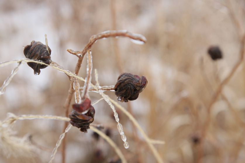 Full Size Image = 2754 K