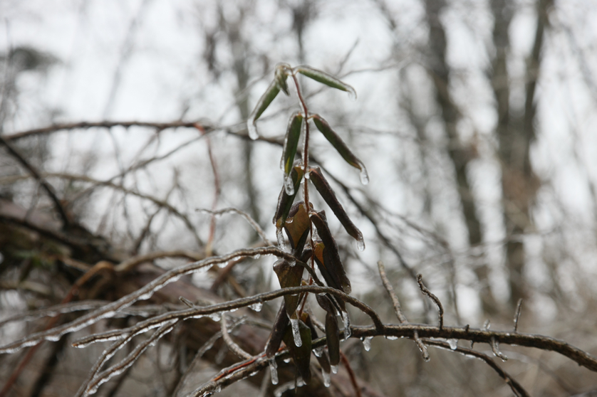 Full Size Image = 2982 K