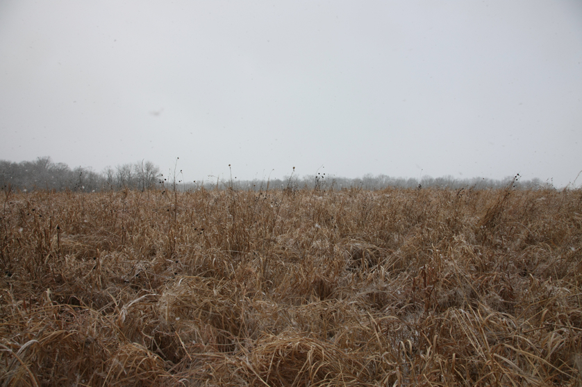 Full Size Image = 4476 K