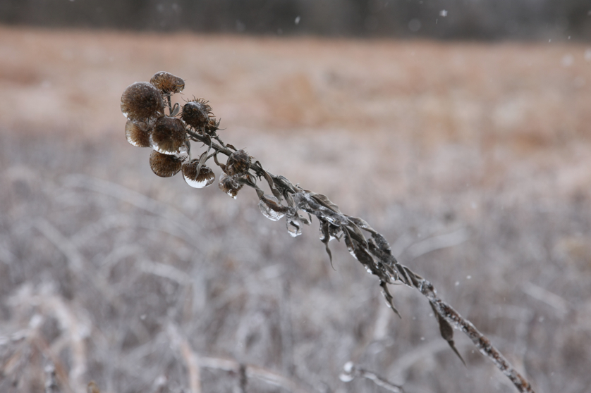 Full Size Image = 2572 K