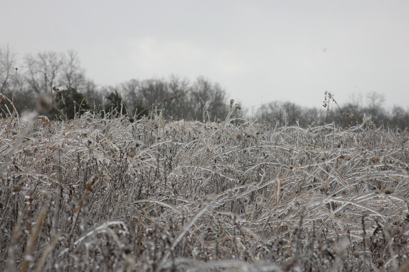 Full Size Image = 3996 K