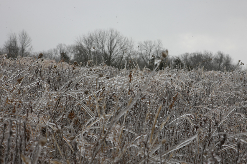 Full Size Image = 4168 K