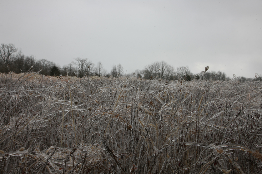 Full Size Image = 4484 K