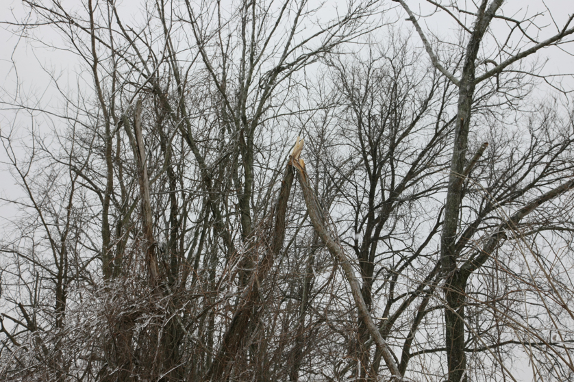 Full Size Image = 5774 K