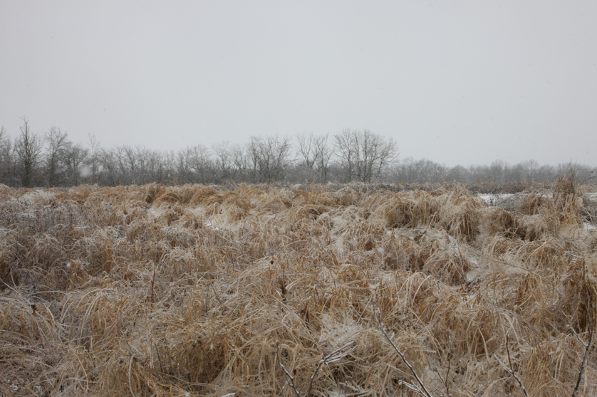 Full Size Image = 4660 K