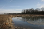 Wetland #3