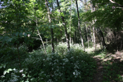 McCoy Woods